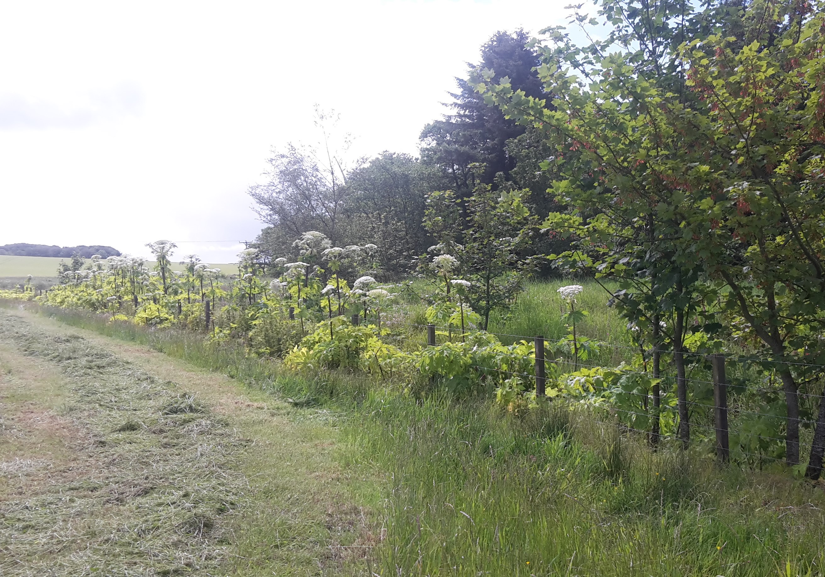 Flowering giant hogweed along Stuartfield burn