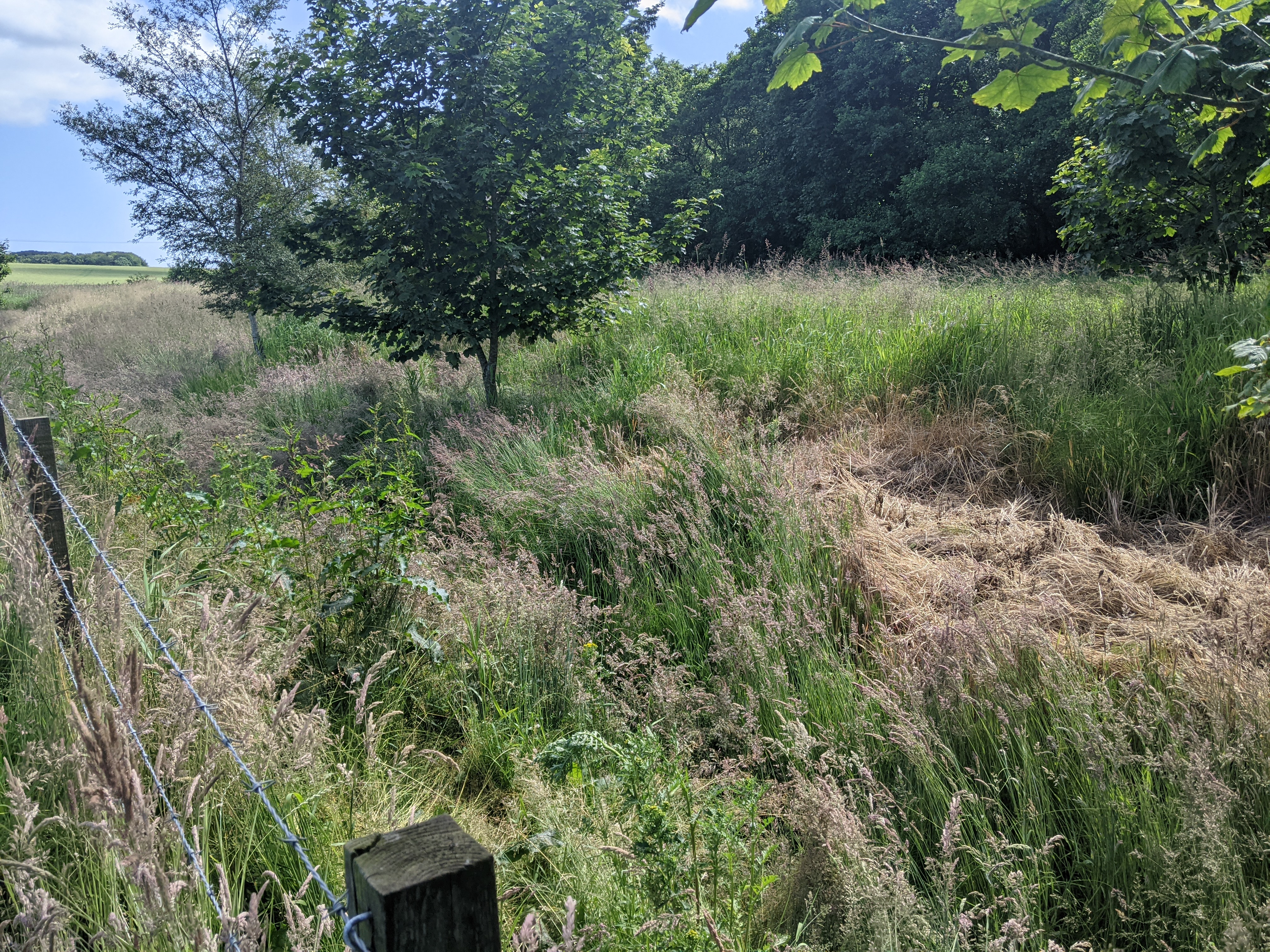 Same section of Stuartfield burn clear of giant hogweed