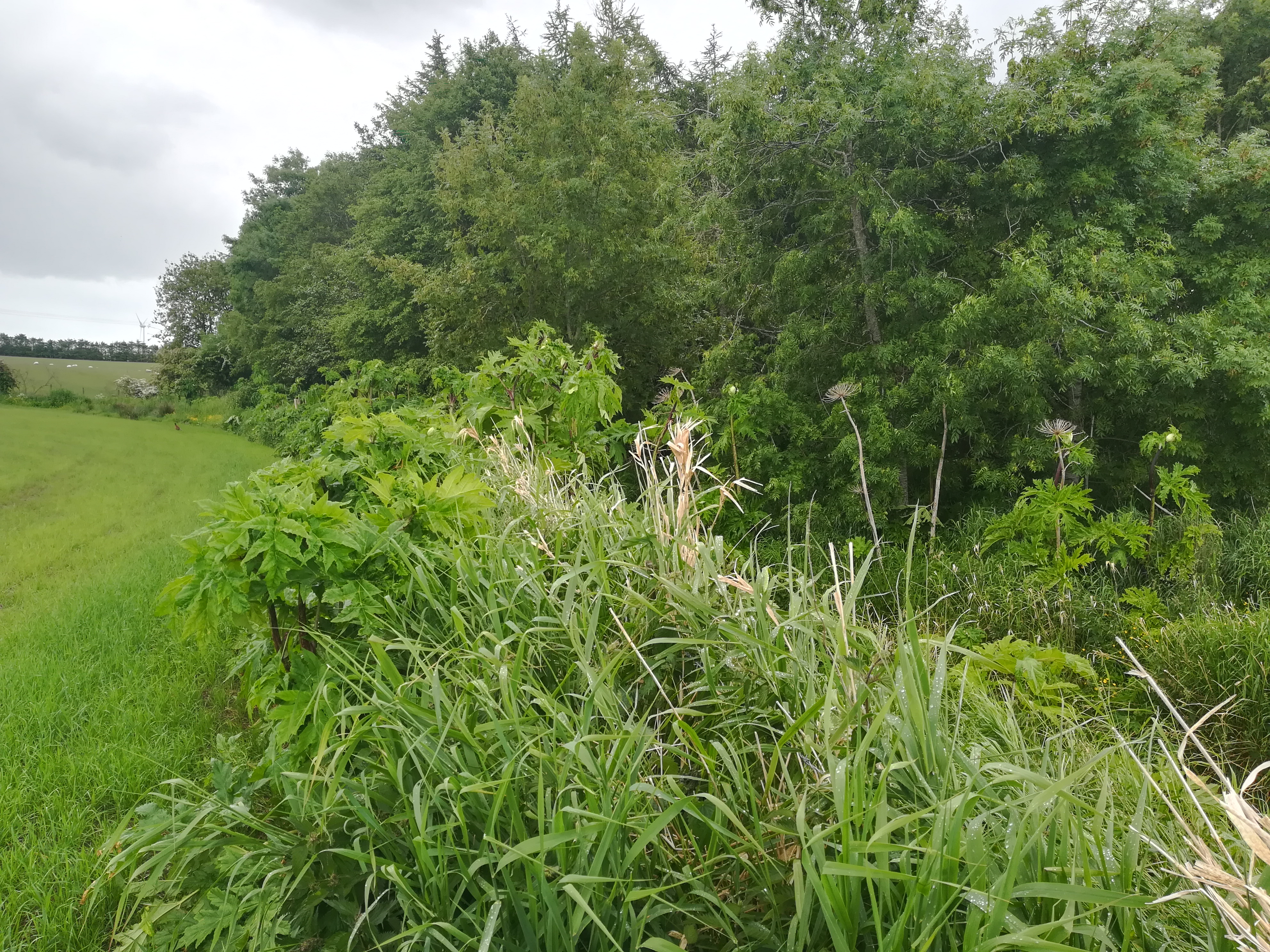 Wooded area on Stuartfield burn with hogweed along burn edges