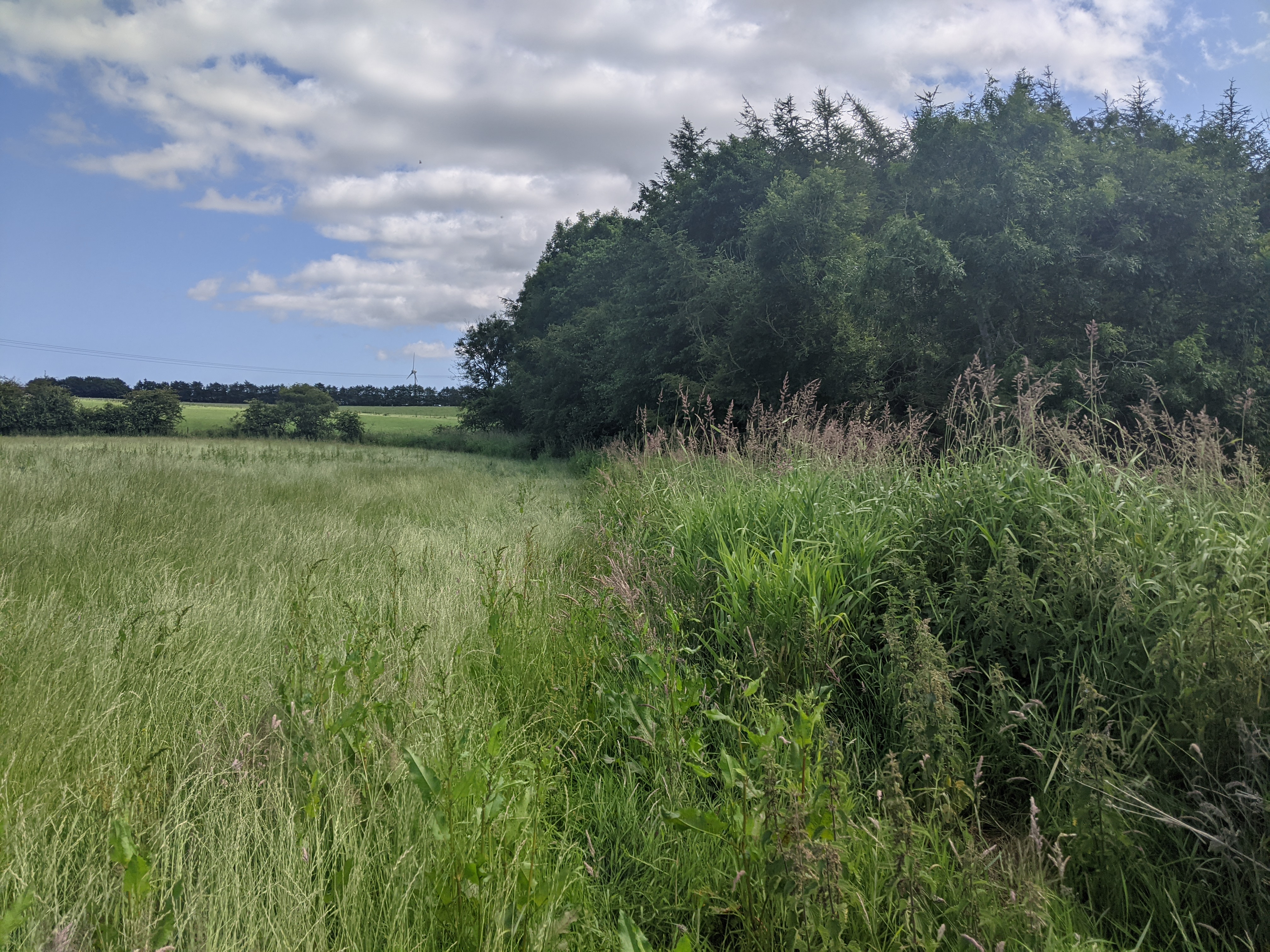 Same wooded area on Stuartfield burn with no visible hogweed