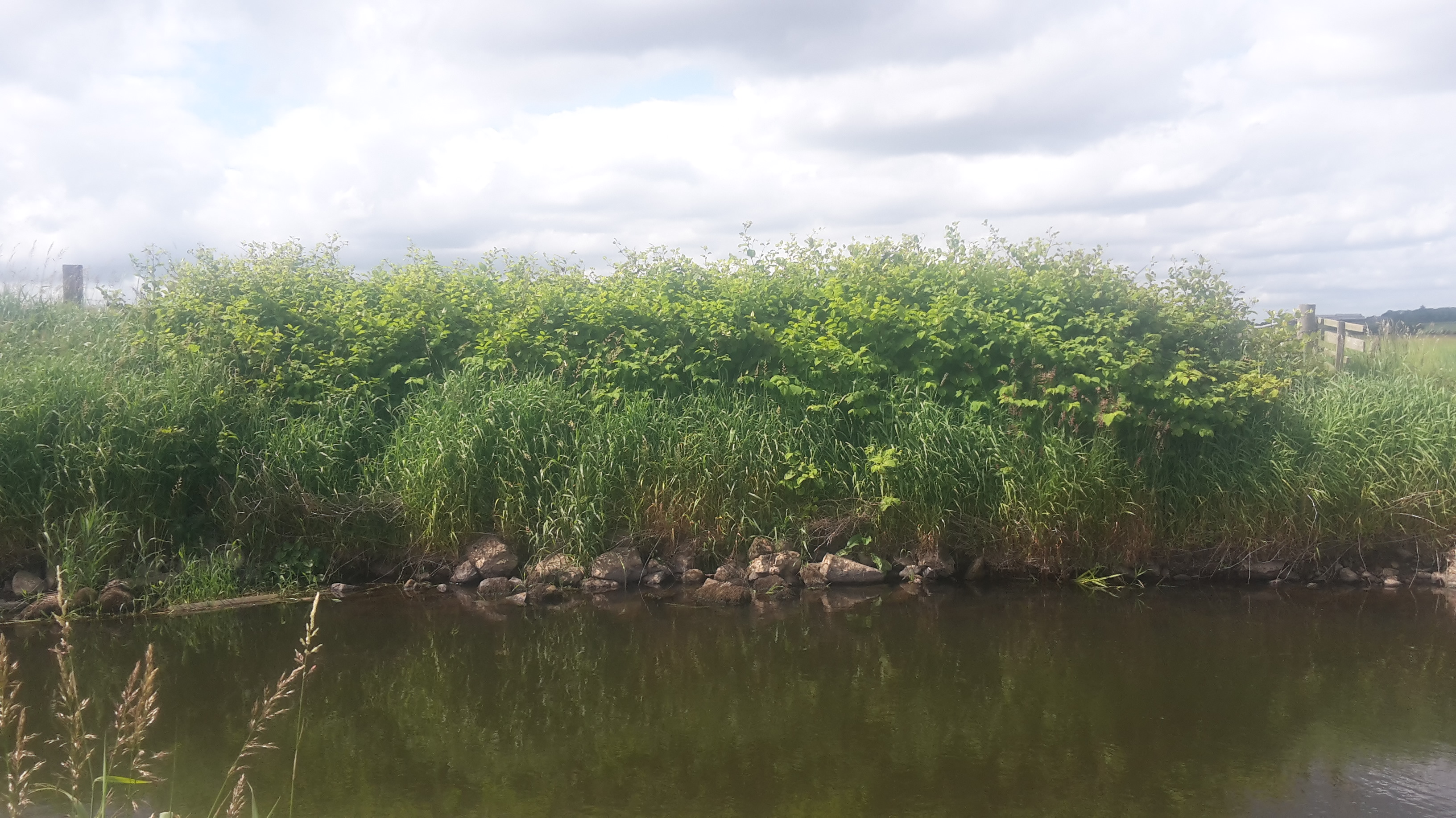 Japanese knotweed stand before treatment