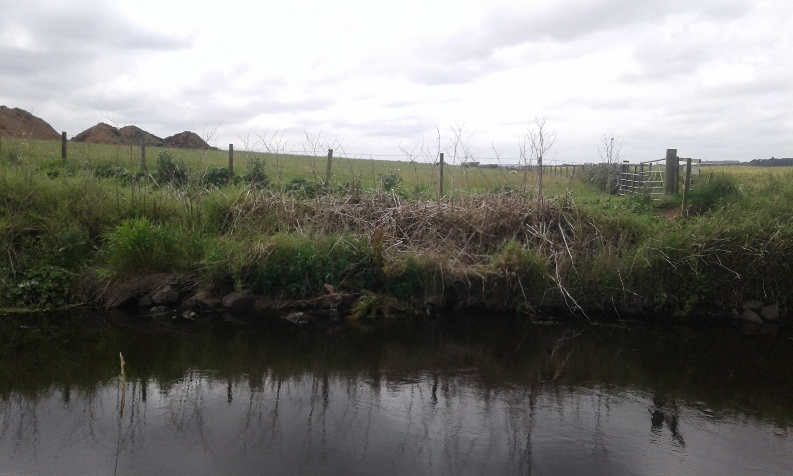 Site of Japanese knotweed after one year of treatment