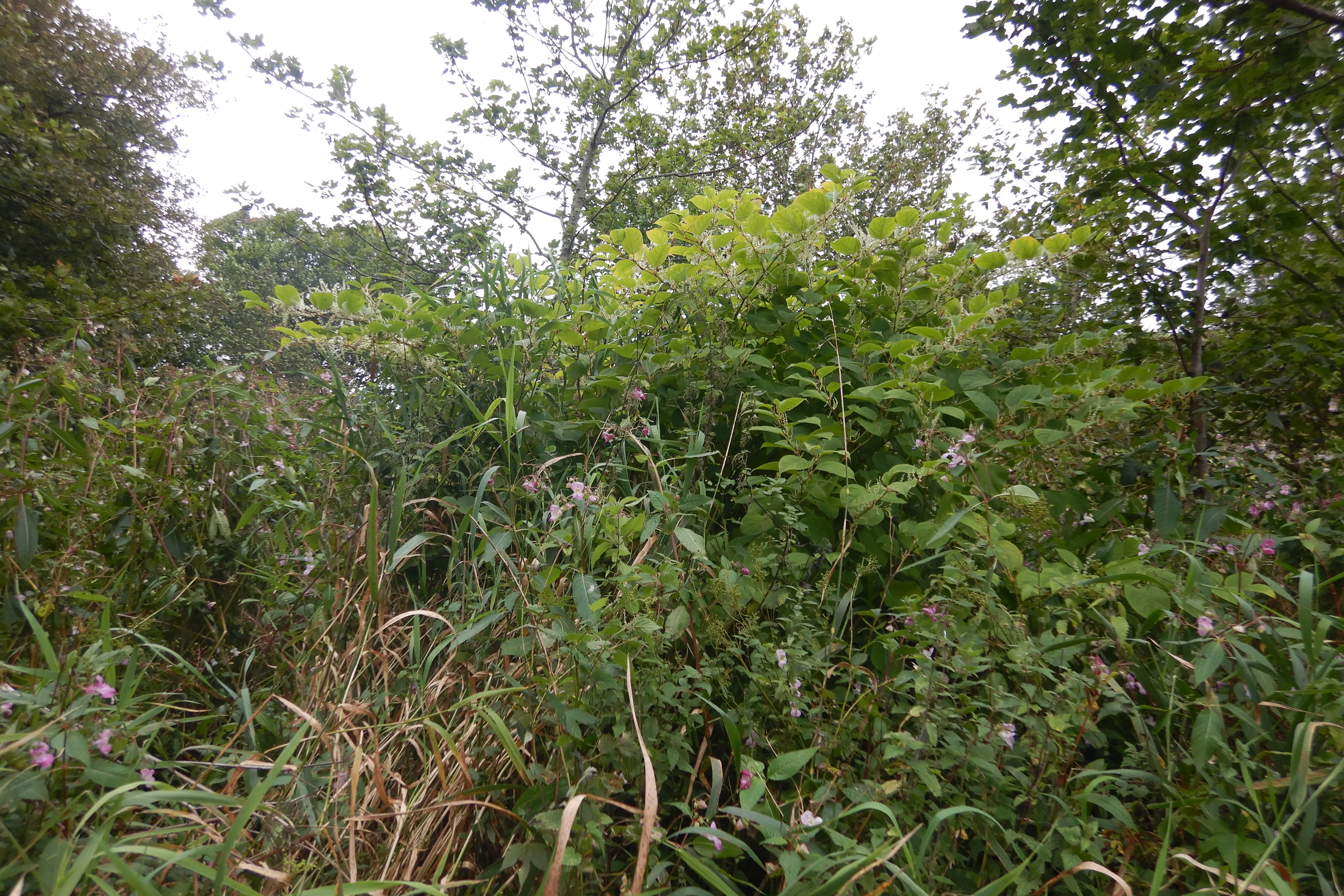 Japanese knotweed stand at Ravenscraig Castle to Inverugie Bridge 2019