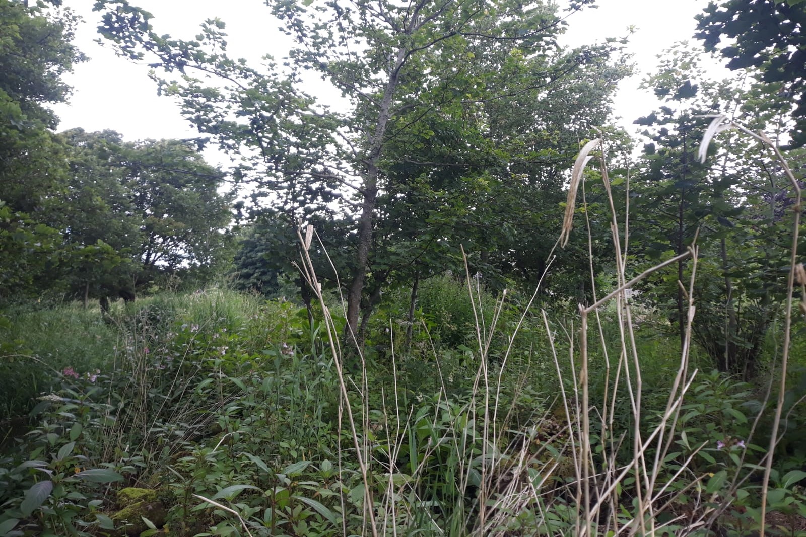 Japanese knotweed stand at Ravenscraig Castle to Inverugie Bridge 2020