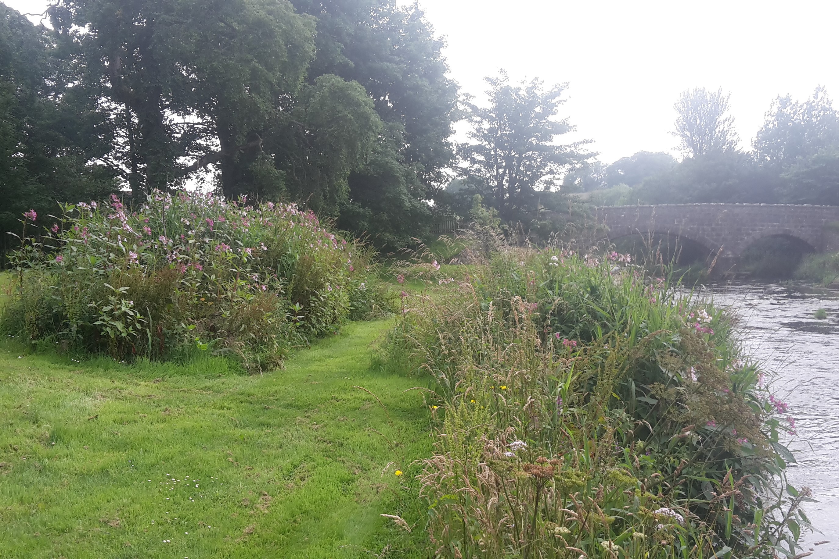 Himalayan balsam at Ravenscraig Castle to Inverugie Bridge 2019