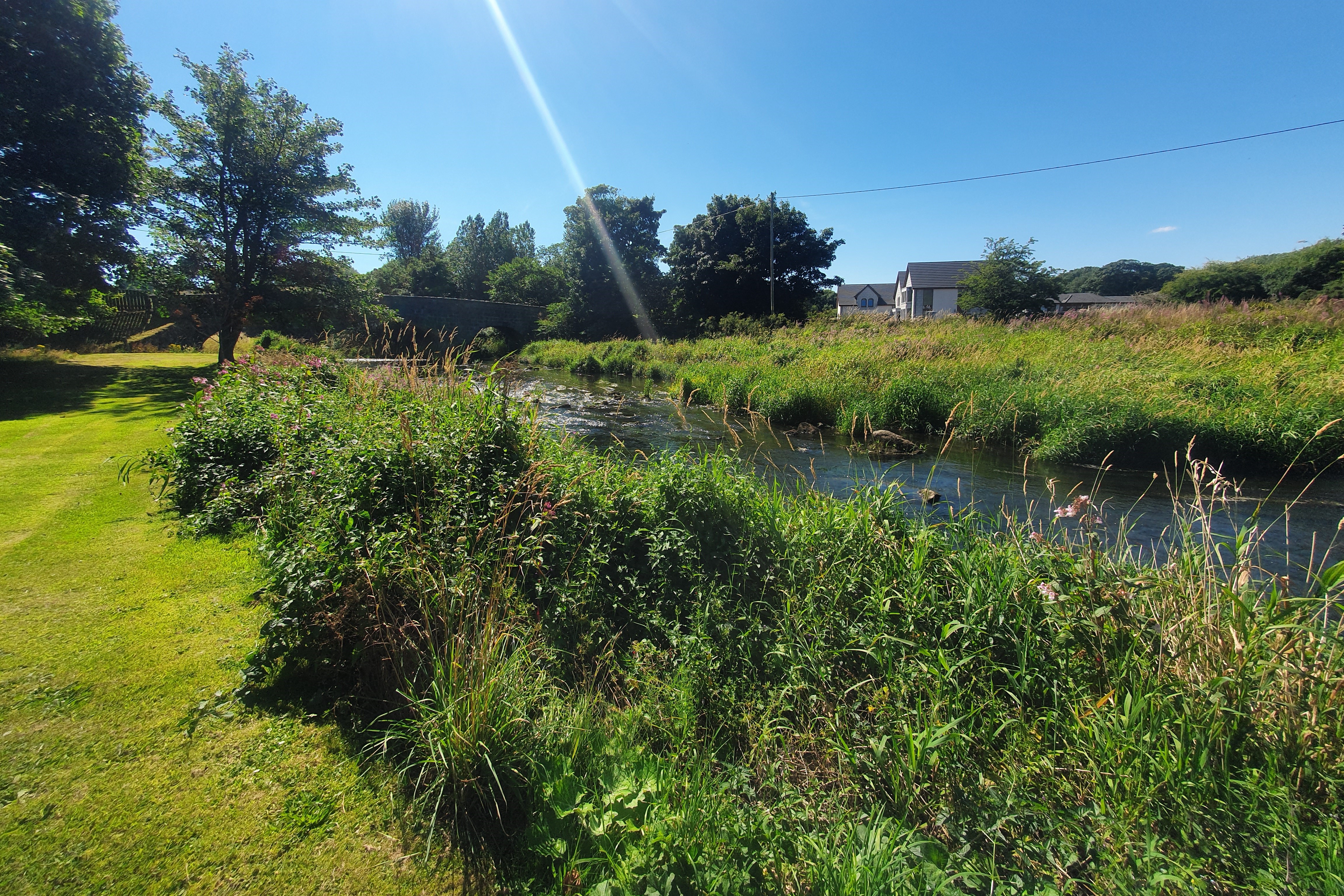 Himalayan balsam at Ravenscraig Castle to Inverugie Bridge 2022