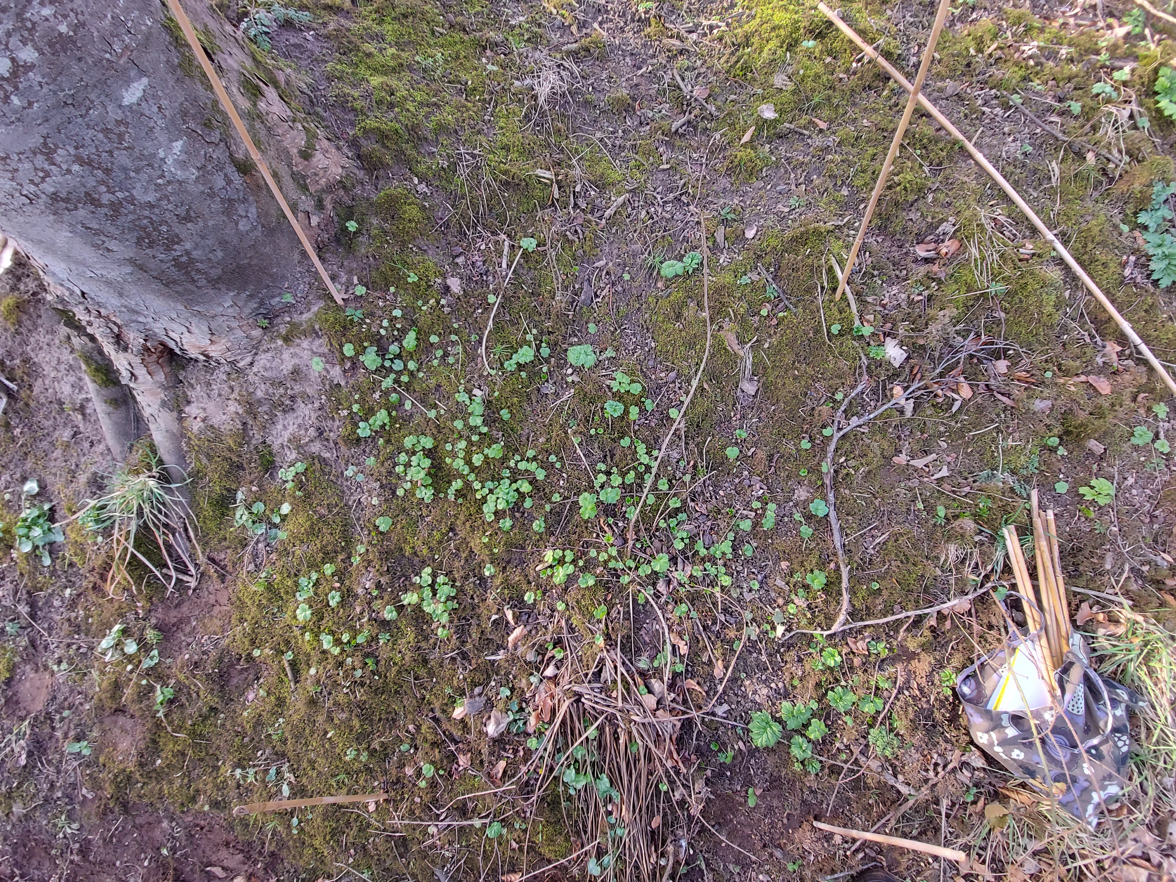 Example of seedlings in a plot in march - some visible but not many