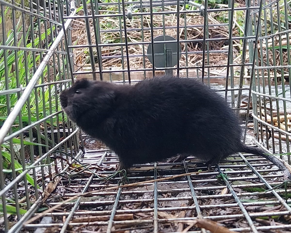 Side view of water vole in trap