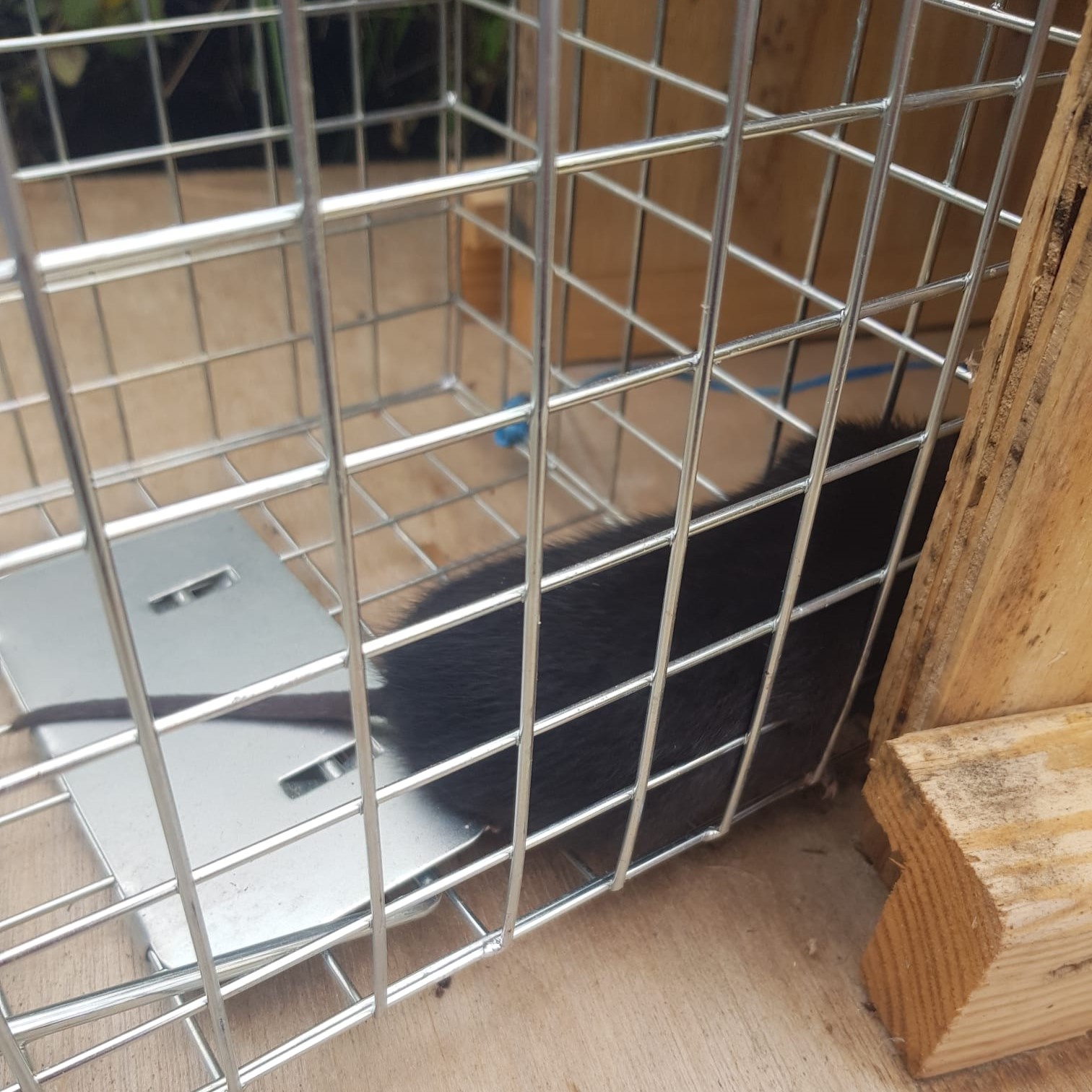 Water vole in mink trap on Spey