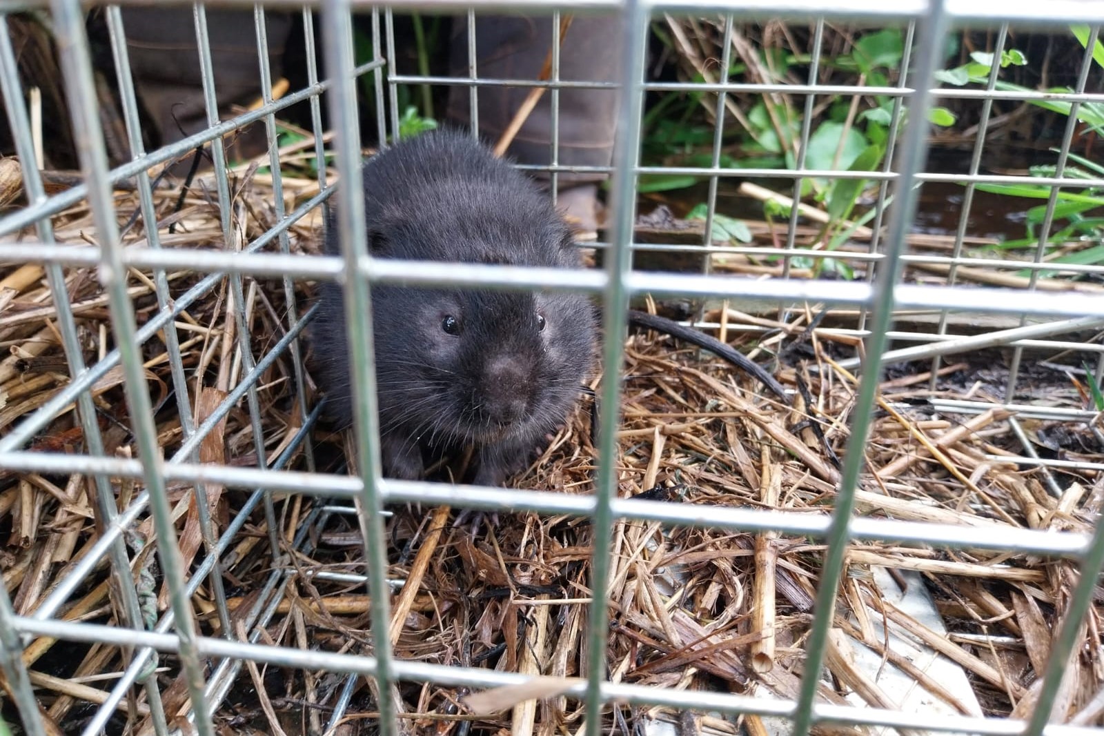 Water vole in mink trap