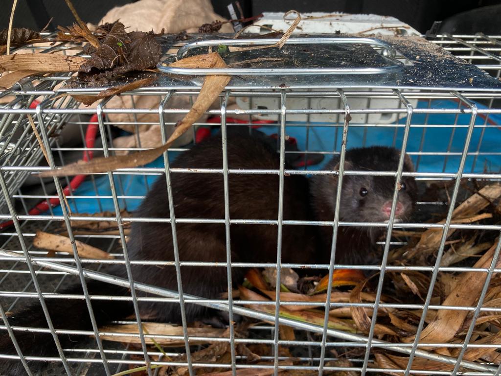 Female mink in trap