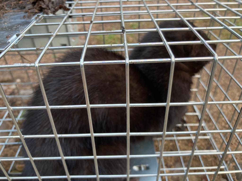 Large male mink in trap