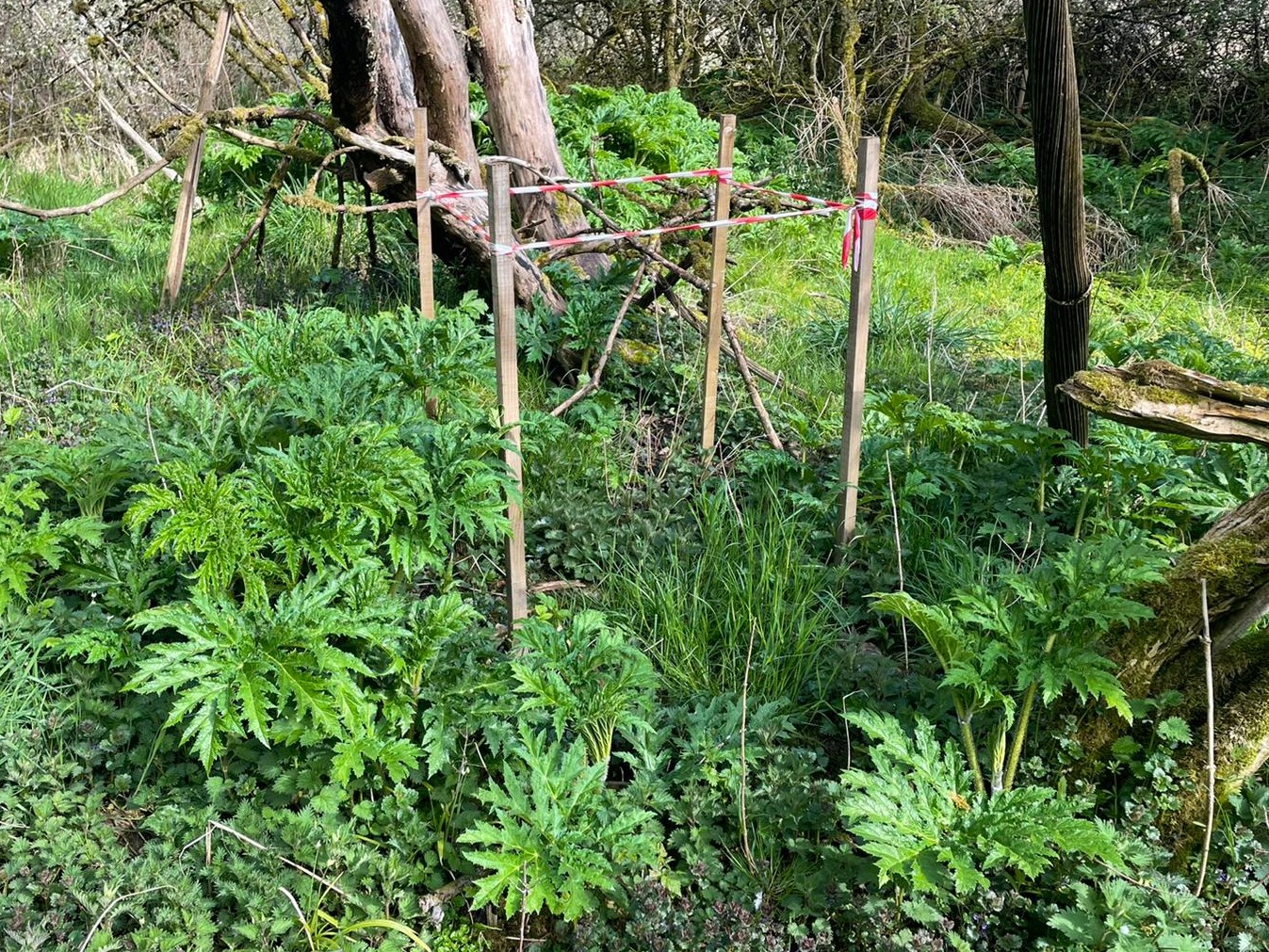 Wide angle photo of plot - plot surrounded by hogweed