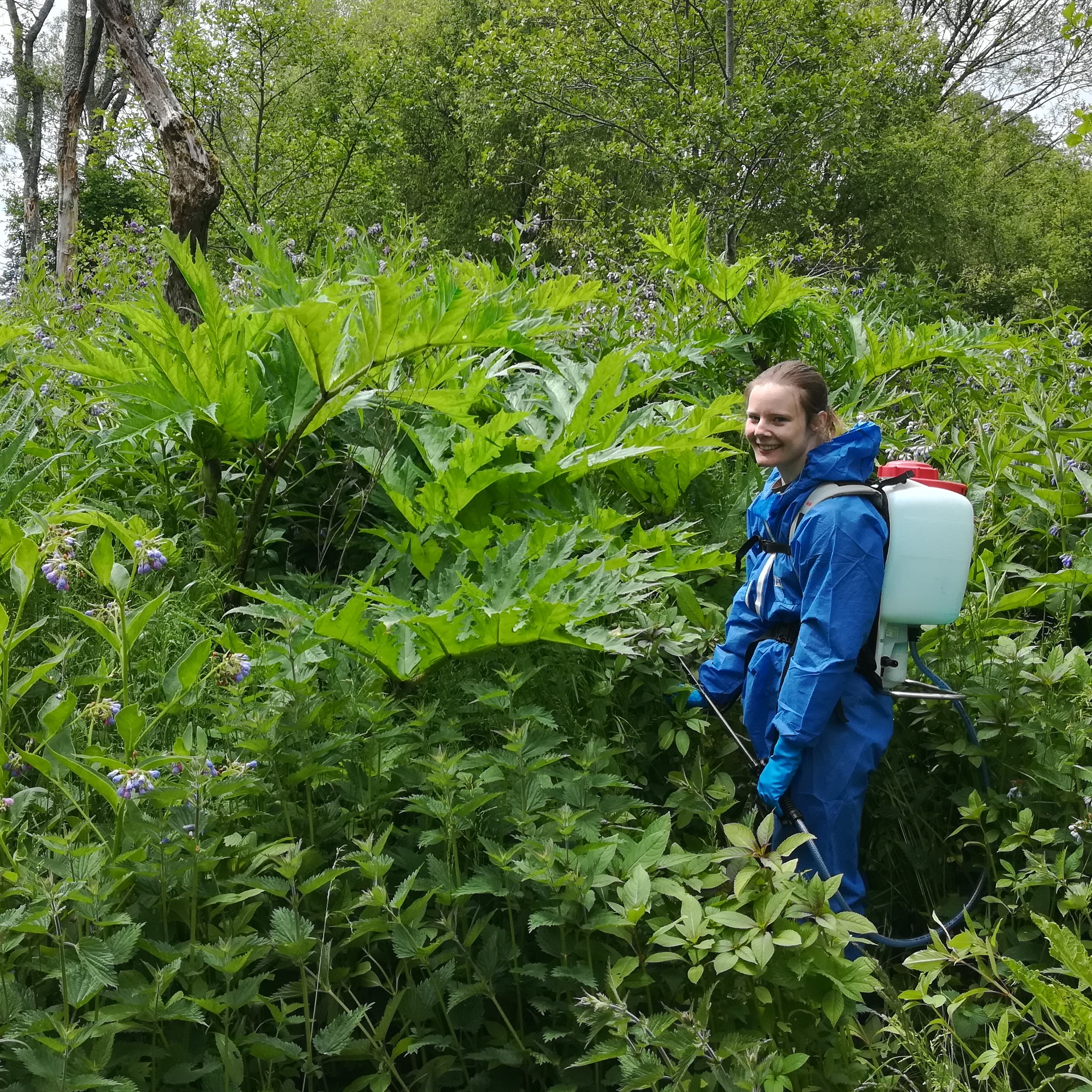 Volunteer Cat next to giant hogweed