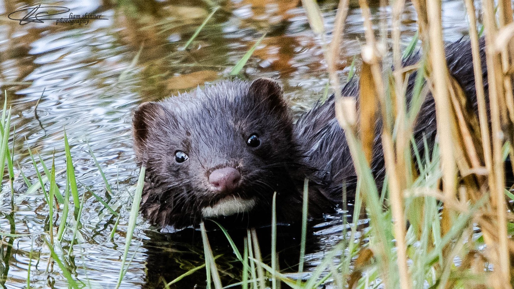 Close up of American mink in water - credit Liam Skinner