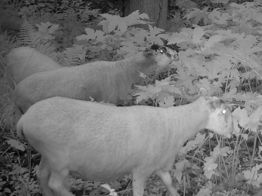 Two sheep grazing on hogweed at night