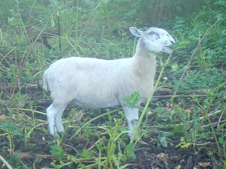 sheep grazing giant hogweed at trial site