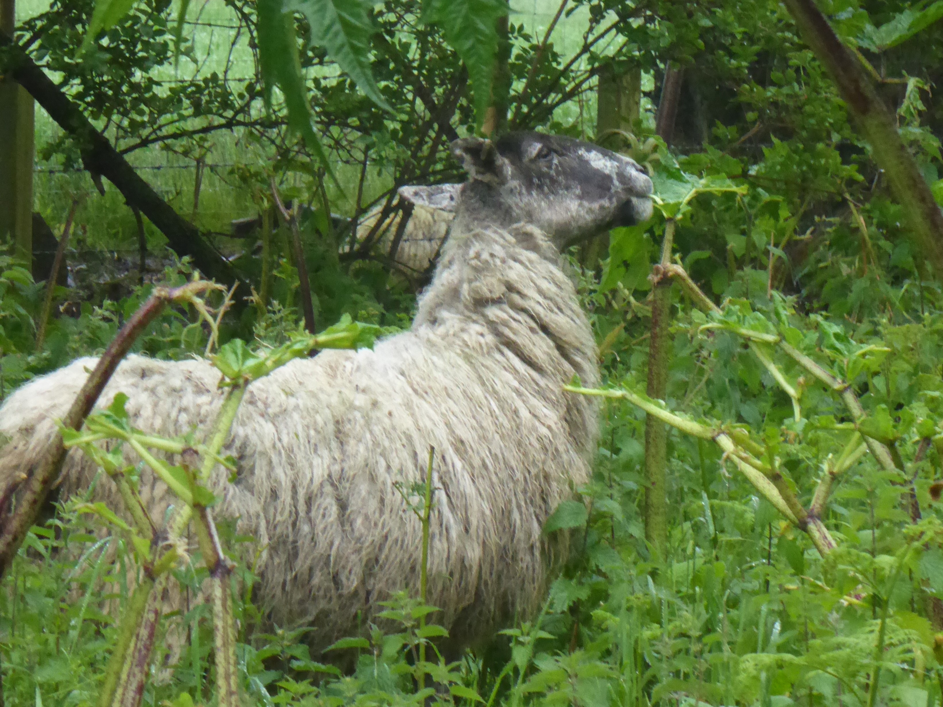 sheep grazing giant hogweed at trial site