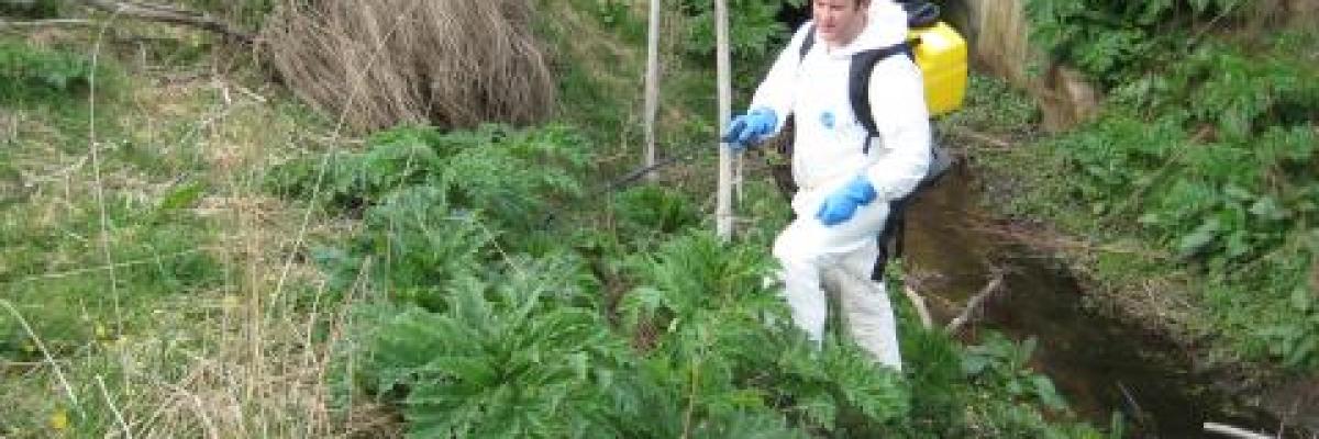 Staff and Volunteers working to remove hazardous Giant hogweed
