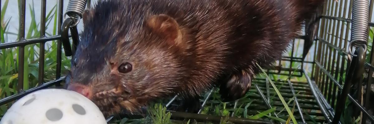 American mink in metal cage trap sniffing a practice golf ball