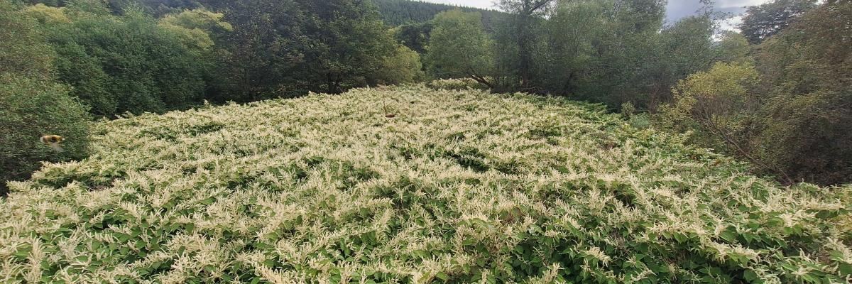 A vast field of flowering Japanese knotweed