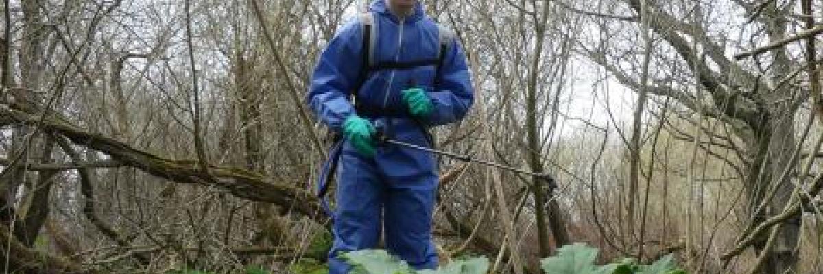 Giant Hogweed removal