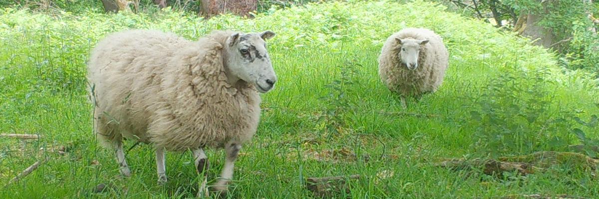 Two sheep on the Macduff grazing trial site
