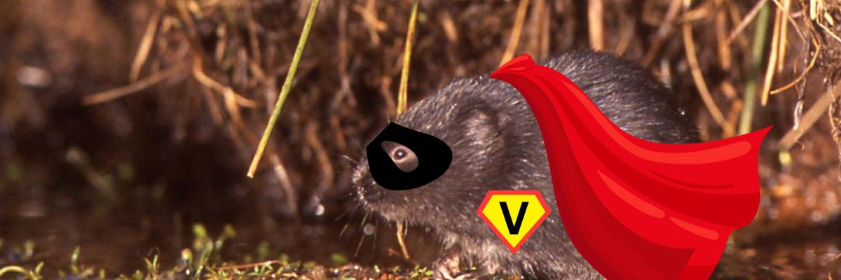 'Super vole' - a water vole wearing super hero cape and mask