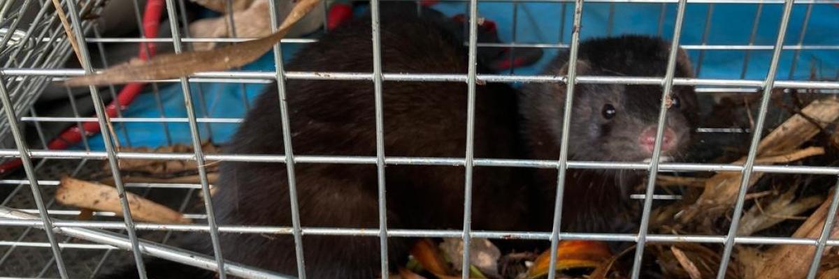 Female mink in trap